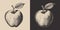 Set of vintage retro woodcut linocut engraving gravure sketch apple. Can be used like emblem, logo. mark, poster or print.