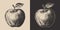 Set of vintage retro woodcut linocut engraving gravure sketch apple. Can be used like emblem, logo. mark, poster or print.