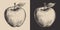 Set of vintage retro woodcut linocut engraving gravure sketch apple. Can be used like emblem, logo. mark, poster or print.