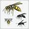 Set of Wasp labels, badges, icons and design elements. Dangerous stinging insects collection. Sport club emblems.