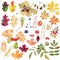 Set of watecolor autumn leaves nuts berries