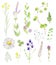 Set of watecolor cliparts of wild flowers