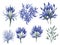 set of watercolor agapanthus flower on transparent background,generative ai