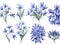 set of watercolor agapanthus flower on transparent background,generative ai