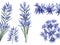 set of watercolor agapanthus flower on white background,generative ai