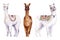 Set of watercolor alpacas. Colorful illustration isolated on white