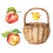 Set of watercolor apples and wicker basket. Vector