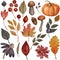 Set of watercolor autumn elements pumpkin, Dahlia, flowers leaves and mushrooms, Oak acorns. Hand painted rustic