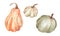Set of watercolor autumn illustrations of orange and white pumpkins, patissons