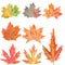 Set with watercolor autumn maple leaves