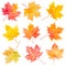 Set of watercolor autumn maple leaves.