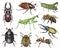 Set of watercolor beetles. Illustration. Hand drawn. Closeup. Template.