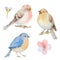 Set of watercolor birds and flowers