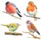 Set of watercolor birds on white. bullfinch, robin, other small birds sitting on twigs hand drawn illustration