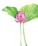 Set of watercolor botanical illustration Lotus flower pink. Element for design