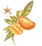 Set of Watercolor botanical illustration. Mango Fruit and flowers isolated on white background.