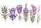 Set of watercolor bouquet lavender flowers on white background.