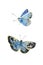 Set of watercolor butterfly Polyommatus dorylas, the turquoise blue butterfly of the family Lycaenidae