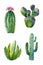 Set of watercolor cactus. Colorful illustration isolated on white