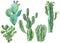 Set of watercolor cactus, succulent, flowers. Natural illustration