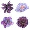 A set of watercolor compositions made of succulent flowers.