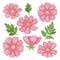 Set of Watercolor cosmos flower, Pink flora clipart.
