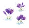 Set of watercolor crocuses, early spring flowers illustration