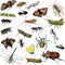 Set of watercolor drawing insects