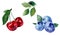Set of watercolor drawings of cherries and blueberries