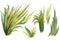 Set of watercolor drawings of grass on a white background, watercolor illustration,