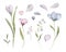 Set watercolor elements of flowers collection garden blue, spring flowers, leaves, petals.