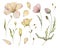 Set watercolor elements of flowers collection garden yellow, poppy flowers, leaves, petal.