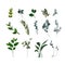 Set watercolor elements - herbs, leaf, flowers. collection garden and wild herb, leaves, branches, illustration isolated