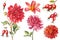 Set of watercolor flowers, botanical illustrations, autumn dahlias, chrysanthemum, wild rose