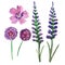 Set of watercolor flowers in violet shades - Alleum, lavender and wild flowers