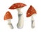 Set of watercolor fly agarics