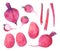 Set of watercolor fresh red-violet radish, rhubarb, potato and beet
