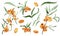 Set of watercolor illustrations of different sea buckthorn berries and plants.