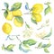 Set of watercolor illustrations of lemons. Yellow citruses, green leaves and beige flowers