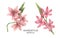 Set with watercolor illustrations of Schizostylis