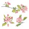 Ð set of watercolor images of apple blossoms.