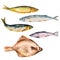Set of watercolor images of different fish