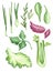 Set of watercolor images of fresh herbs and spices