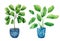 Set of watercolor indoor plants in blue pots isolated on white background