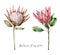 Set of watercolor King proteas. Hand painted tropical pink flowers and leaves isolated on white background. Floral