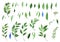 Set of watercolor large green twigs and small leaves for design