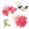 Set of watercolor large peony