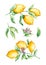 Set of watercolor lemon branches. Hand drawn illustration is isolated on white. Yellow fruits