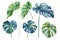 Set of watercolor monstera plant leaves on white , generative AI