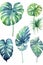 Set of watercolor monstera plant leaves on white , generative AI